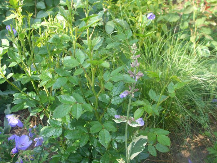salvia Icterina