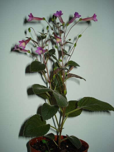 DSC08634