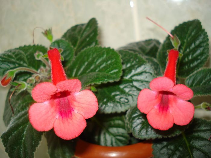 DSC08638 - FLORI 2014