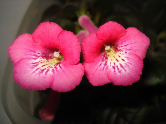 DSC08594 - FLORI 2014