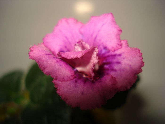 DSC08640 - FLORI 2014