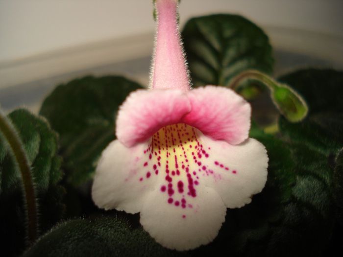 DSC08614 - FLORI 2014