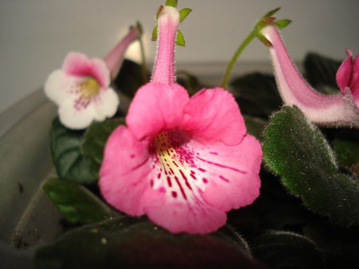 DSC08625 - FLORI 2014