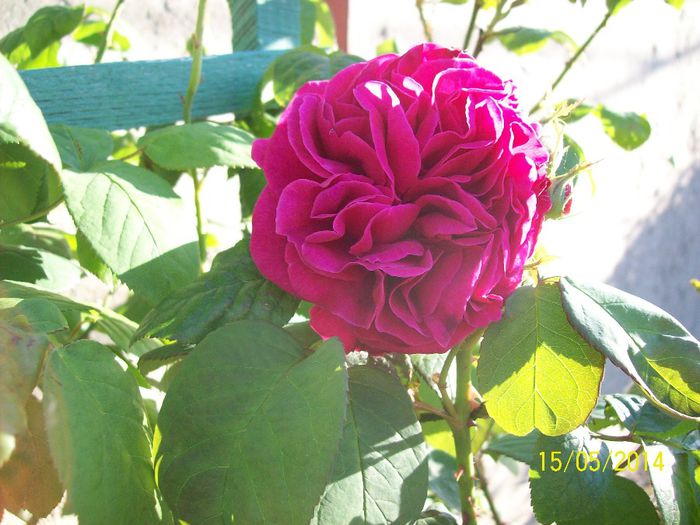 Madame Isaac Pereire