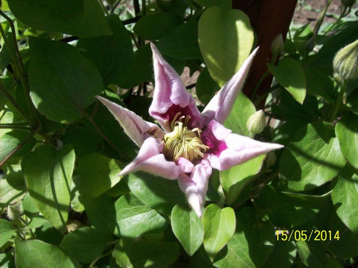 clematita Piilu