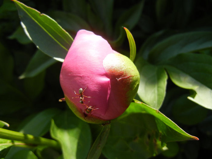 Peony. Bujor (2014, May 13)