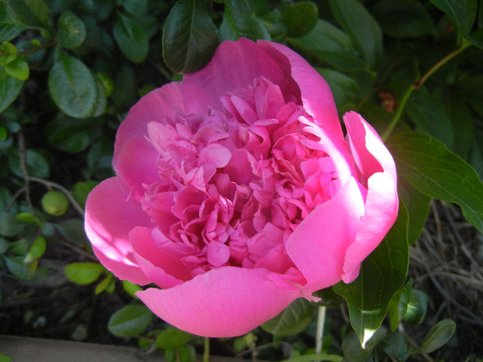 Peony. Bujor (2014, May 13) - BUJORI_Peony Paeonia
