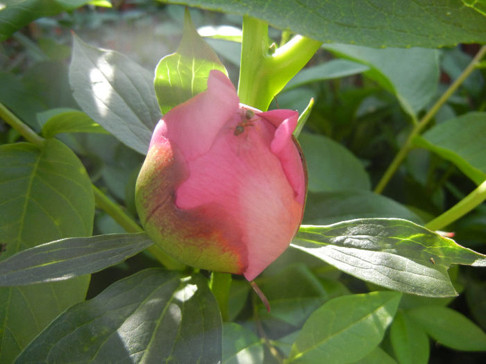 Peony. Bujor (2014, May 13) - BUJORI_Peony Paeonia