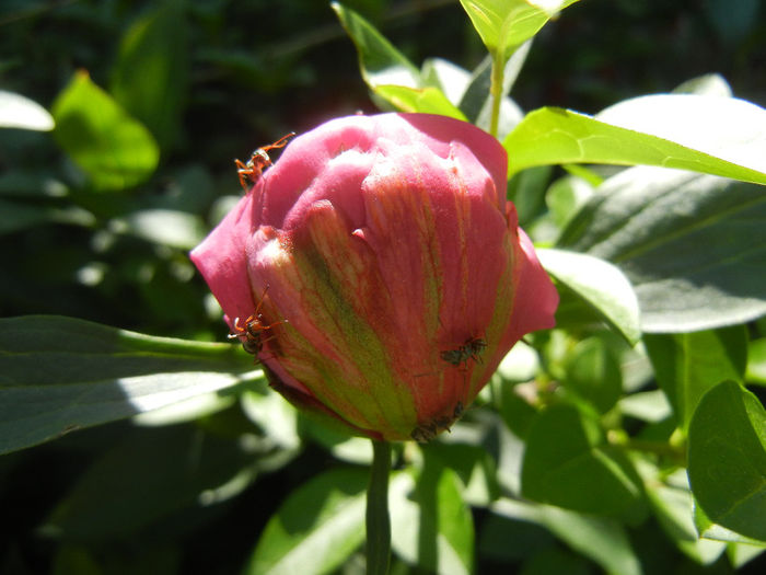 Peony. Bujor (2014, May 13) - BUJORI_Peony Paeonia