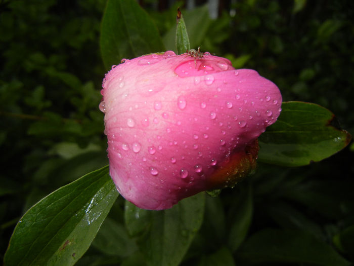 Peony. Bujor (2014, May 16) - BUJORI_Peony Paeonia