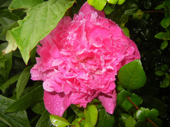 Peony. Bujor (2014, May 16) - BUJORI_Peony Paeonia