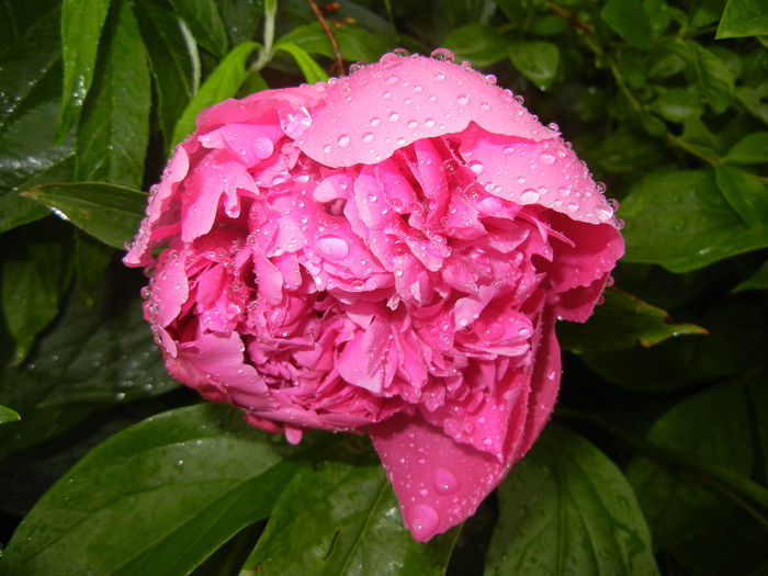 Peony. Bujor (2014, May 16) - BUJORI_Peony Paeonia