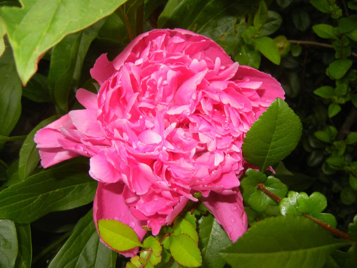 Peony. Bujor (2014, May 16) - BUJORI_Peony Paeonia