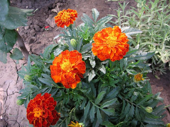 craita - yyy 2014 gradina mea