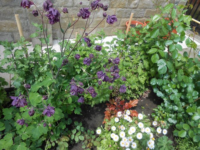 15 mai - yyy 2014 gradina mea