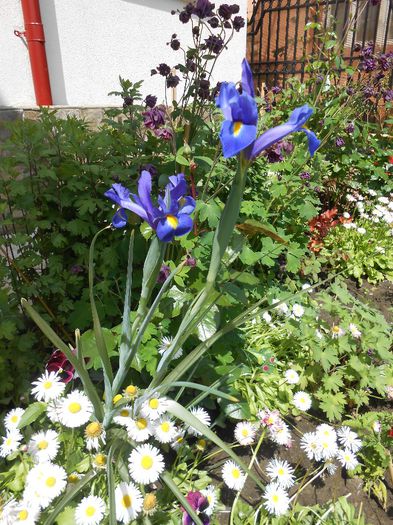 15 mai - yyy 2014 gradina mea