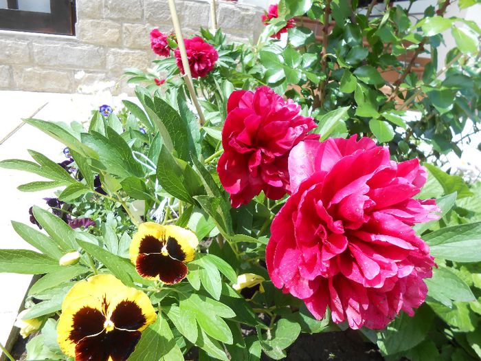 15 mai - yyy 2014 gradina mea