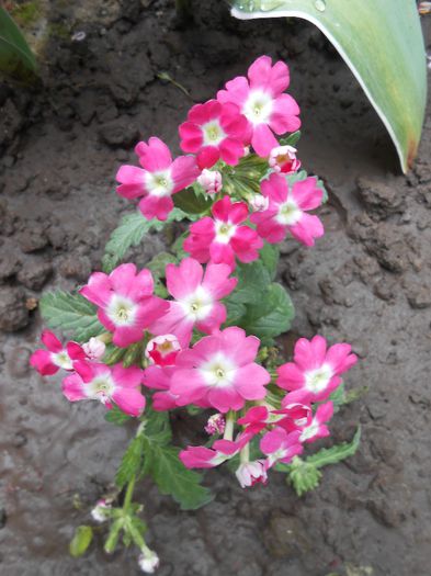 verbina(lantana camara)