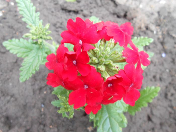 verbina(lantana camara) - yyy 2014 gradina mea