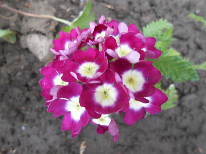 verbina(lantana camara) - yyy 2014 gradina mea