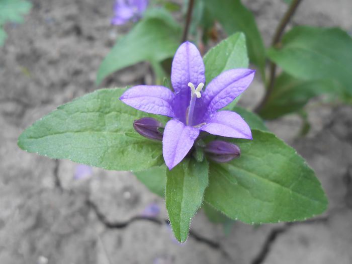 campanula glomerata - yyy 2014 gradina mea