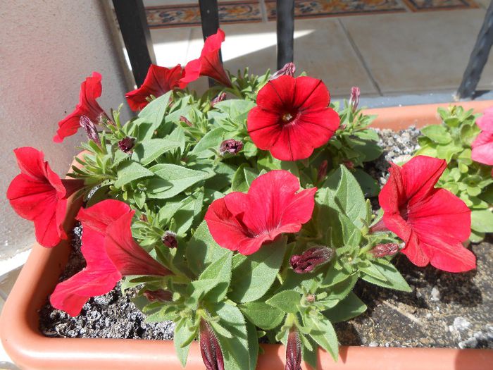 petunii - yyy 2014 gradina mea