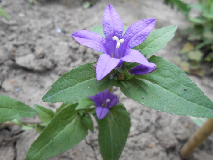 campanula glomerata - yyy 2014 gradina mea