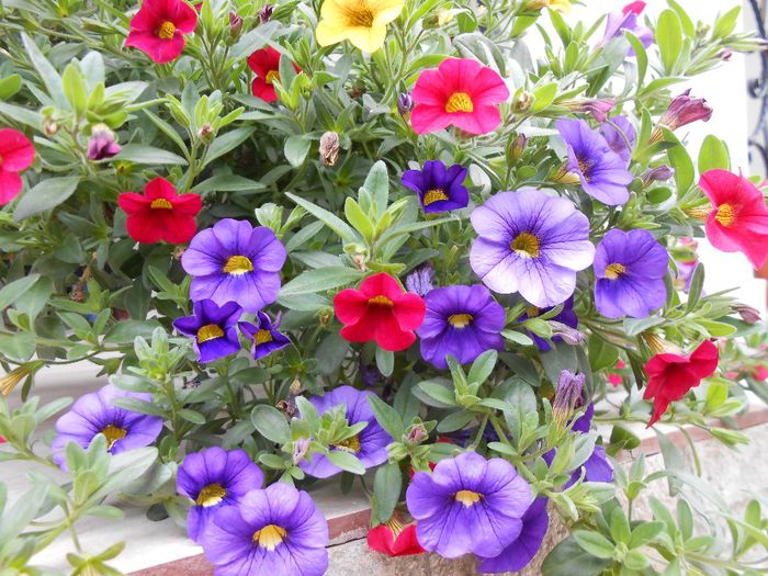 petunii - yyy 2014 gradina mea