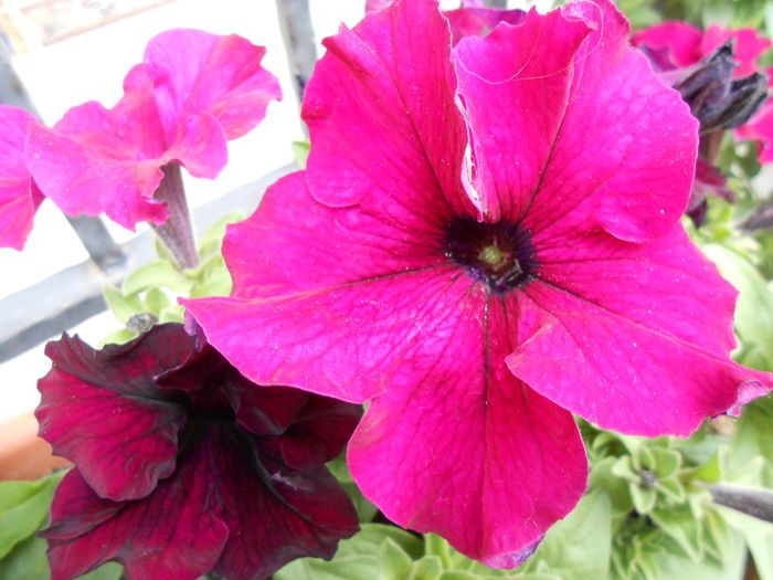 petunii - yyy 2014 gradina mea