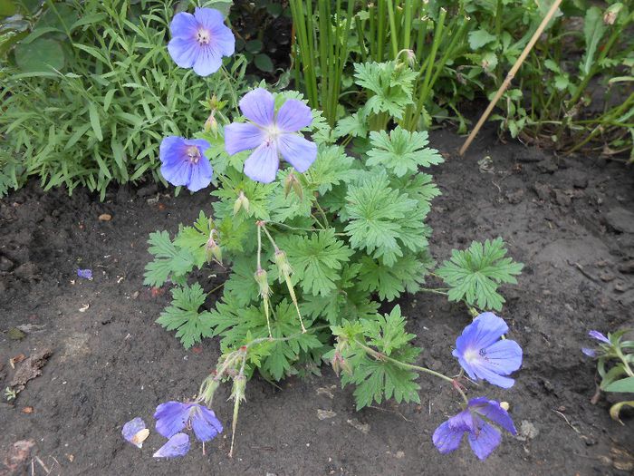 geranium him baby blue - yyy 2014 gradina mea