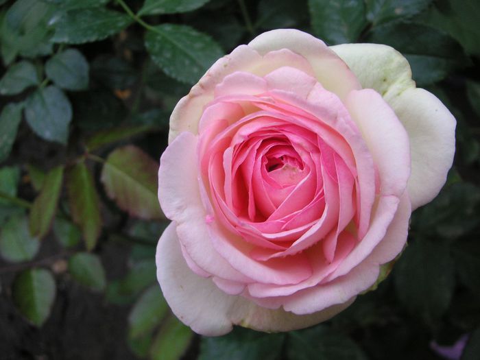 Eden Rose - yyy 2014 Trandafiri si clematite