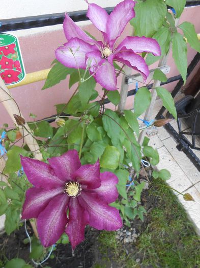 clematis Betty Risdon - yyy 2014 Trandafiri si clematite