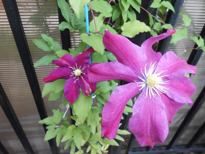 clematis Sunset - yyy 2014 Trandafiri si clematite