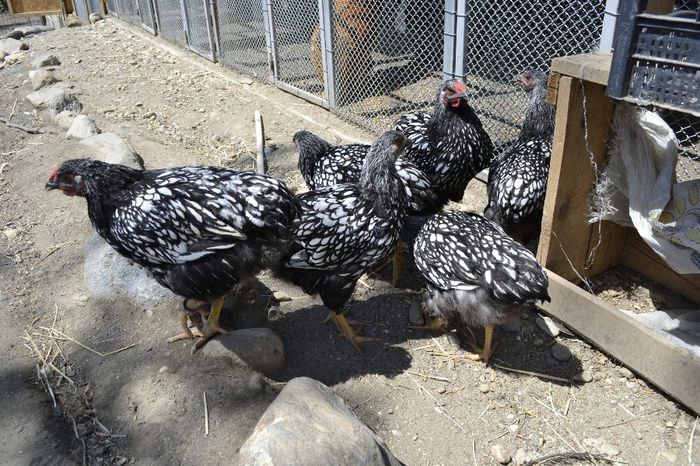 _DSC2445 - pui prima serie 2014         27 februarie