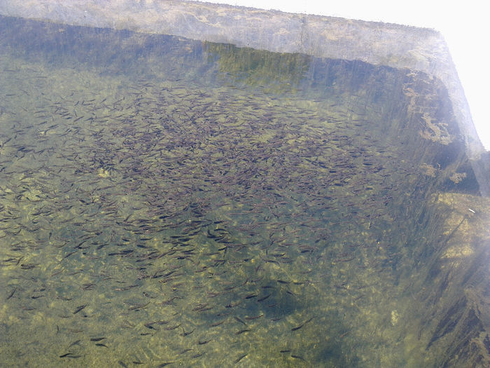 tot puiet - poze cu lacul si pestii din lac