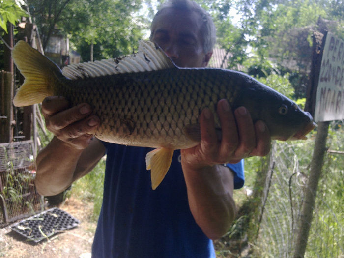 crap romanesc si socrul meu - poze cu lacul si pestii din lac