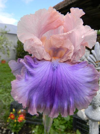 Florentine silk