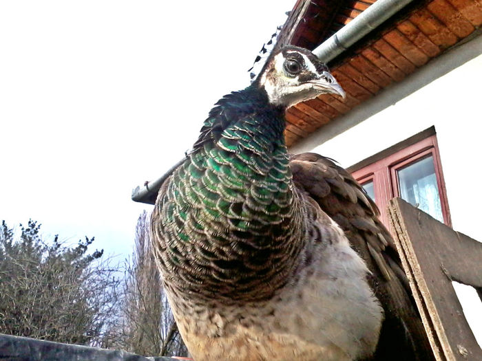 Pauni - Paunita Standard