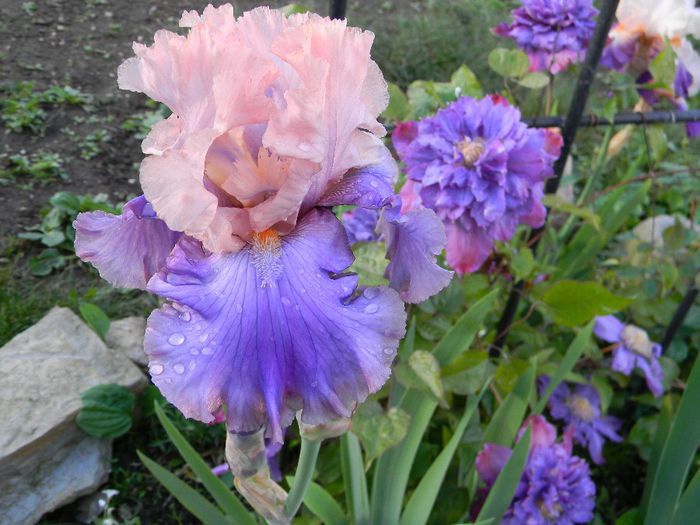 Florentine silk