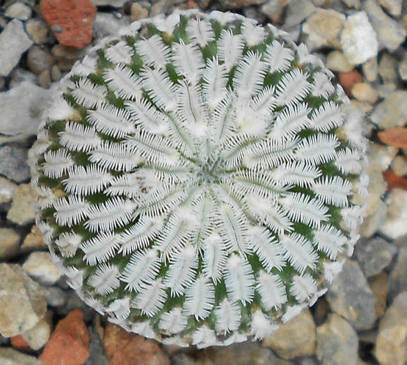 turbinicarpus pseudopectinatus