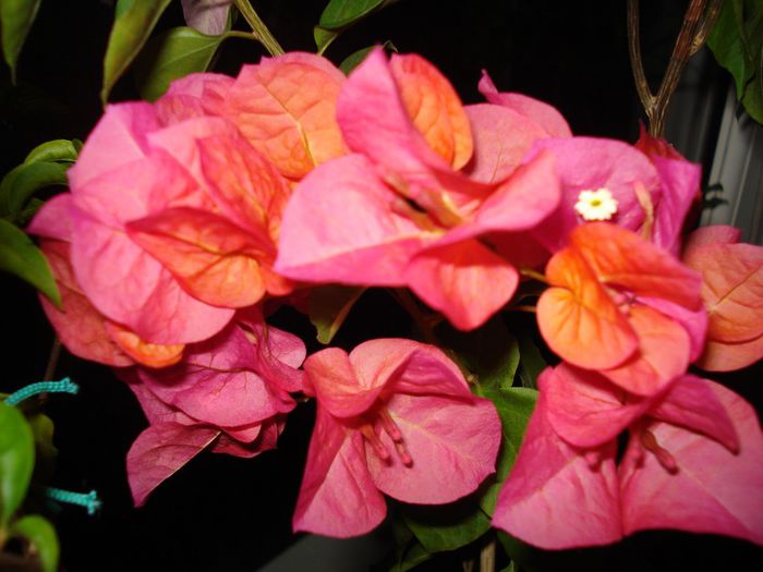 DSC08669