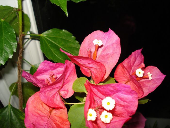 DSC08666 - FLORI 2014