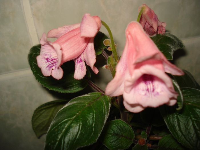DSC08675