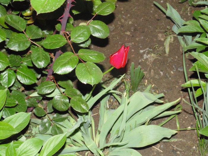 DSC01907 - Florile mele 2