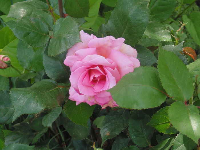 DSC01953 - Curtea si gradina