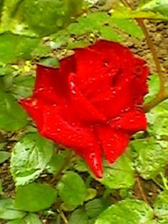 006 - floricele 2014