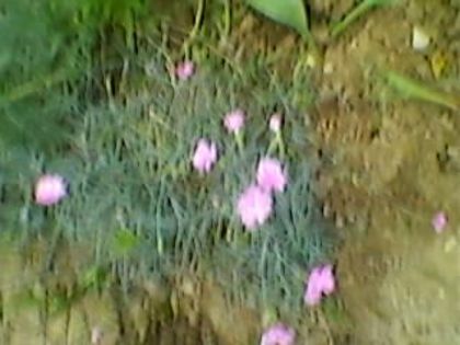 011 - floricele 2014