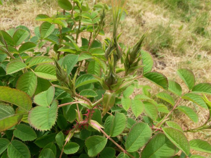 bobocei trandafiri de dulceata