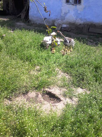 IMG_20140511_113526 - Gaste cu bobocii 2014