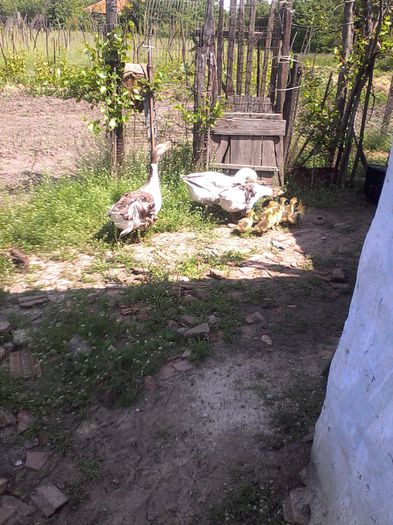 IMG_20140511_113549 - Gaste cu bobocii 2014